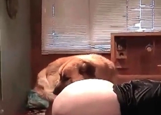 Retriever drills her little twat so freaking hot