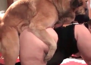 Retriever drills her little twat so freaking hot