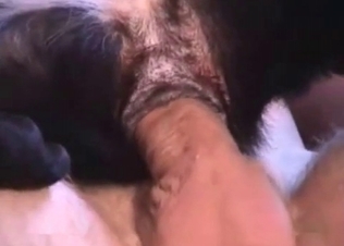 Small black pet is being fucked in the ass