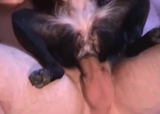 Small black pet is being fucked in the ass