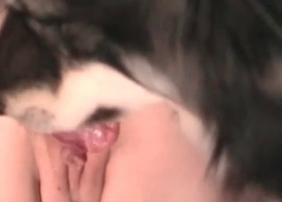 Husky is slowly licking a juicy tight vagina