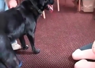 Insane blowjob action in the hot animal porn