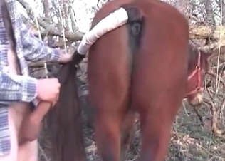 Horse is being drilled by a brutal zoophile