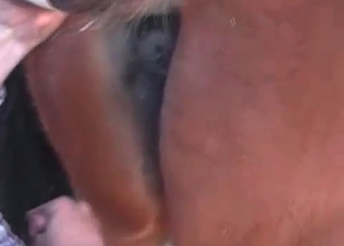 Horse is being drilled by a brutal zoophile
