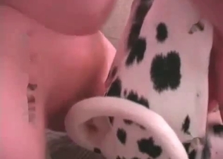 Zoophile is playing with a Dalmatian's hard dick