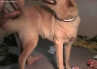Sexy amateur zoophile fucks his own doggy