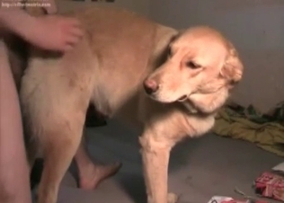 Sexy amateur zoophile fucks his own doggy