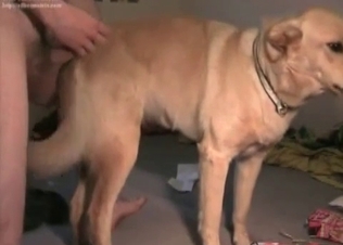 Sexy amateur zoophile fucks his own doggy