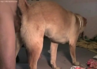 Sexy amateur zoophile fucks his own doggy