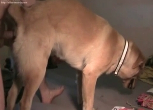 Sexy amateur zoophile fucks his own doggy