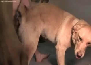 Sexy amateur zoophile fucks his own doggy