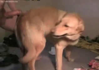 Sexy amateur zoophile fucks his own doggy