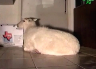 Zoophile is holding and fucking a nice doggy