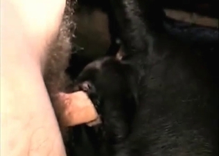 Black dog is getting drilled in the anal hole