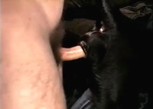 Black dog is getting drilled in the anal hole