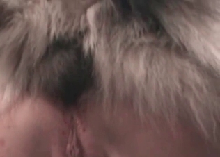 Hairy puppy fucks her juicy puss so hard
