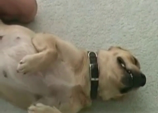 Young zoophile is enjoying dirty dog sex