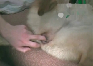 Dog's asshole is being fucked from behind
