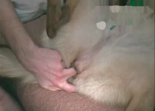 Dog's asshole is being fucked from behind