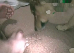 Dog's asshole is being fucked from behind