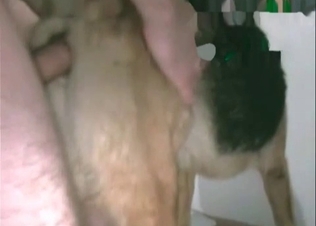 Dog's asshole is being fucked from behind