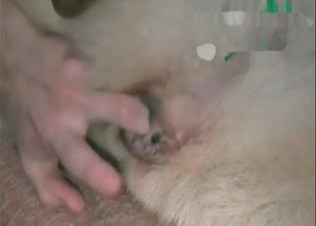 Dog's asshole is being fucked from behind