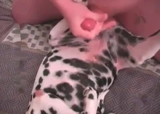 Fat zoophile is wearing his doggy's tight asshole