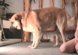 Impressive hound gives a hot oral treatment