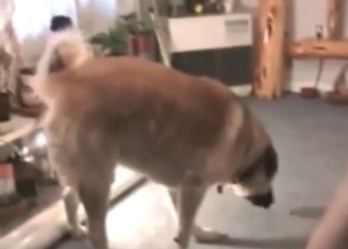 Impressive hound gives a hot oral treatment