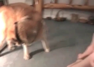 Impressive hound gives a hot oral treatment
