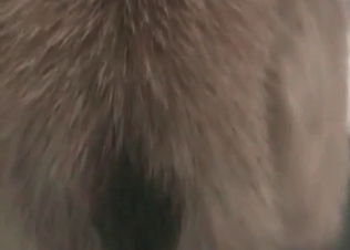 Impressive hound gives a hot oral treatment