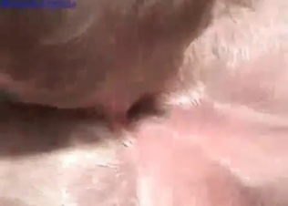 Small hunter is having a juicy anal sex