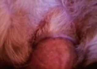 Big male dick in a tight dog asshole