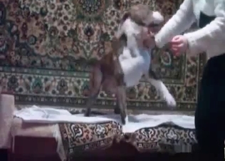 Slutty zoophile enjoys good animal porn