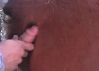 Farmer fucks with his lovely stallion