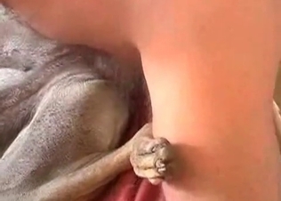 Small dog is being fucked in ass