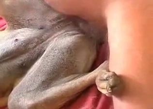 Small dog is being fucked in ass