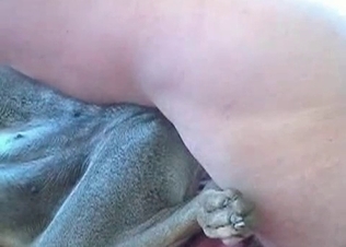 Small dog is being fucked in ass