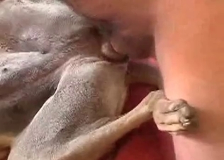 Small dog is being fucked in ass