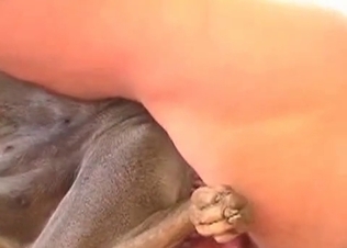 Small dog is being fucked in ass