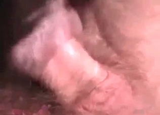 Anal sex with a horse in the close-up