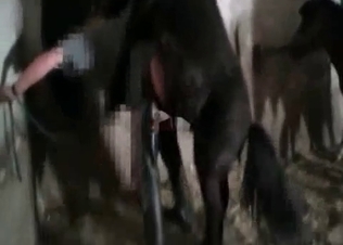 Black pony is fucking like a freaking god