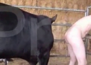 Farm action with a dirty big animal