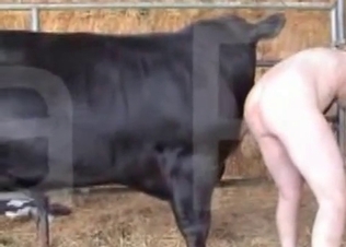 Farm action with a dirty big animal