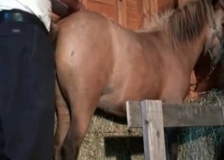 Nice-looking pony enjoys anal action