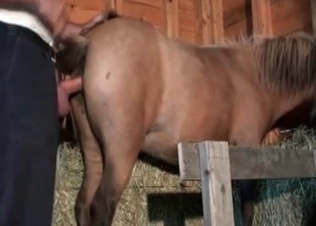Nice-looking pony enjoys anal action