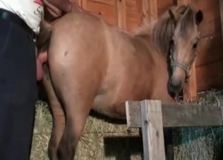 Nice-looking pony enjoys anal action