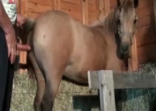 Nice-looking pony enjoys anal action