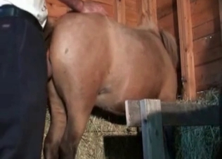 Nice-looking pony enjoys anal action