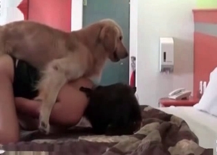 Enjoyable zoo porn with a hound
